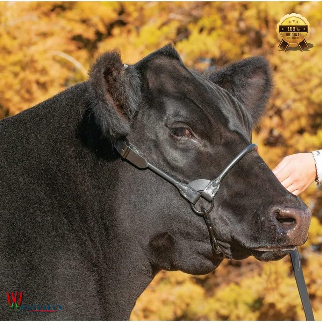 Leather Magic Show Halter – Black Bridle Leather with Glossy Black Hardware, Rounded Noseband & Cheek Pieces, Includes Chain & Lead – Medium Size – by WESTFALENINSTRUMENTE - Image 2