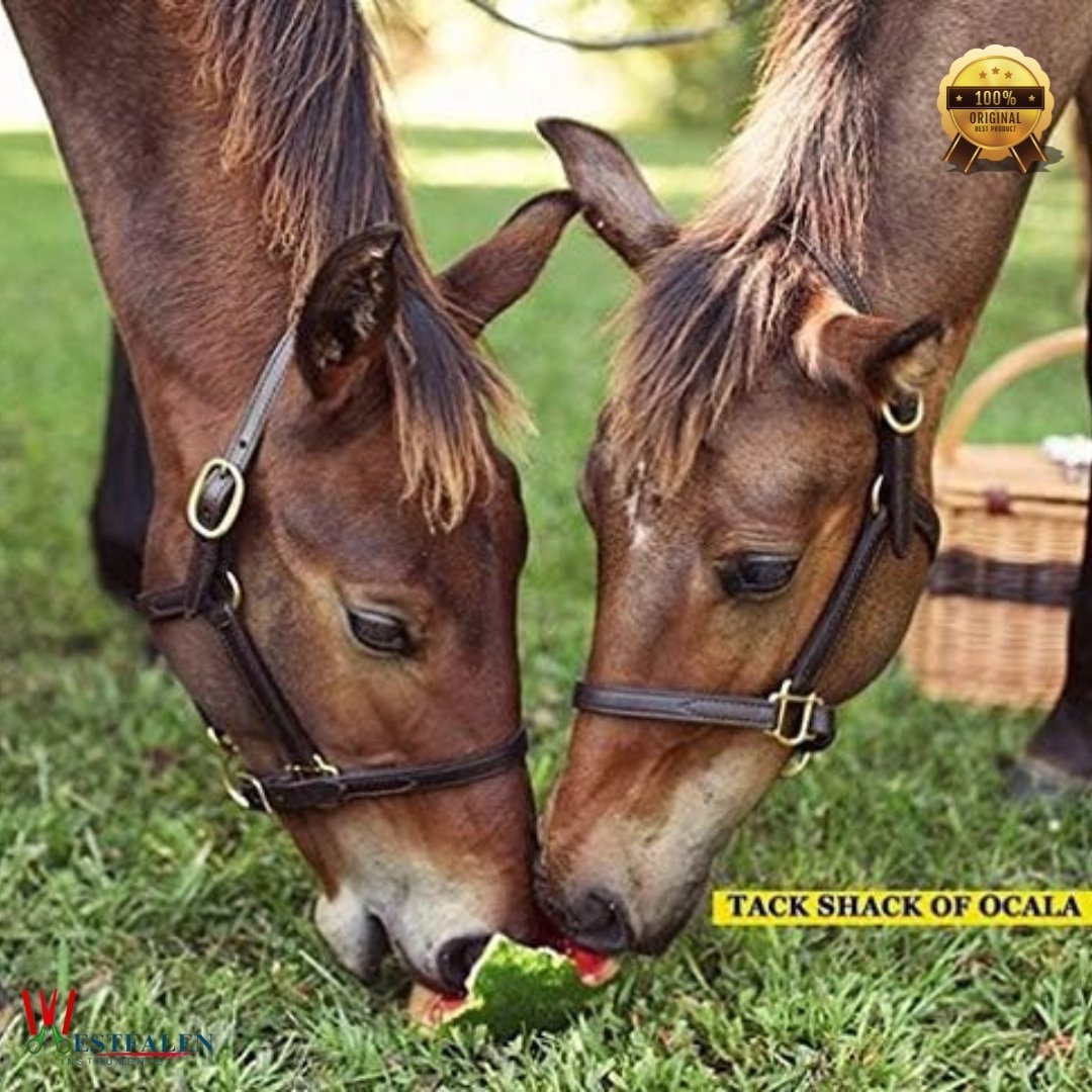 Mini/Suckling Foal Size Leather Horse Halter – Adjustable Brown Leather with Brass Hardware, Double Stitched, Double Buckle Crown – by WESTFALENINSTRUMENTE - Image 3